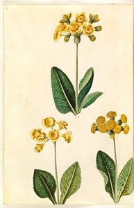 Primel ×polyantha (?); Schlüsselblume (?) von Hans Simon Holtzbecker