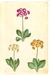 Primula ×pubescens (Garten-Aurikel) von Hans Simon Holtzbecker