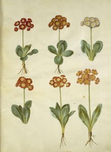 Primula ×pubescens (Garten-Aurikel)