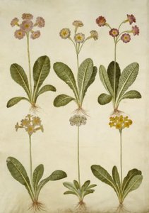 Primula veris (hybride Schlüsselblume); Primula farinosa (mehliger Schlüsselblume)