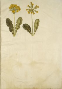 Primula veris (Hybrid der Schlüsselblume); Primula veris (Schlüsselblume) von Hans Simon Holtzbecker