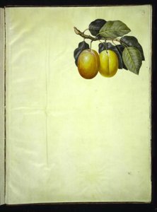 Prunus domestica (Pflaume)