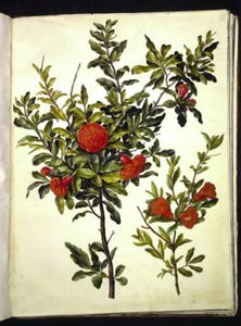 Punica granatum (Granatapfel)