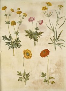 Ranunculus acris (Scharfer Hahnenfuß); Anemone nemorosa (Buschwindröschen); Ranunculus illyricus (Illyrischer Hahnenfuß); Ranunculus asiaticus (Asiatischer Hahnenfuß)
