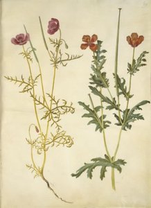 Roemeria hybrida (violette Hornmohn); Glaucium corniculatum (rote Hornschote) von Hans Simon Holtzbecker