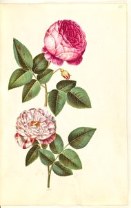 Rosa ×centifolia (Zentifolie-Rose); Rosa gallica versicolor (