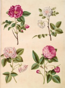 Rosa gallica (Apothekerrose); Rosa ×alba (weiße Rose); Rosa gallica (Rosa Mundi); Rosa ×centifolia (Zentifolienrose)