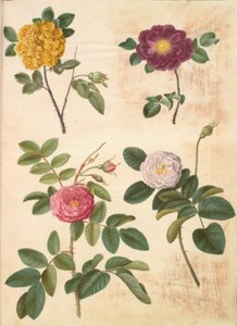 Rosa hemisphaerica (schwefelgelbe Rose); Rosa gallica (Samtrose); Rosa ×damascena (Damaszener-Rose)