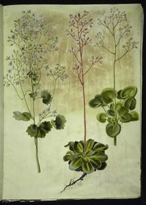 Saxifraga rotundifolia (Rundblättriger Steinbrech); Saxifraga umbrosa (Schatten-Steinbrech); Saxifraga geum (Porzellanblume)