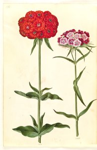Silene chalcedonica (Brennende Liebe); Dianthus barbatus (Bartnelke) von Hans Simon Holtzbecker