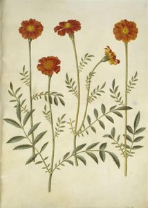 Tagetes patula (ausgebreitete Samtblume) von Hans Simon Holtzbecker