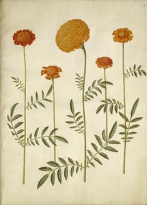 Tagetes patula (Niedrige Studentenblume); Tagetes erecta (Hohe Studentenblume) von Hans Simon Holtzbecker