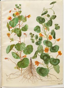 Tropaeolum minus (kleine Kapuzinerkresse) von Hans Simon Holtzbecker
