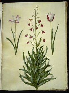 Tulipa clusiana (Clusius-Tulpe); Fritillaria persica (Persische Fritillarie)