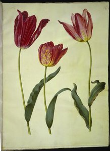 Tulipa gesneriana (Gartentulpe) von Hans Simon Holtzbecker