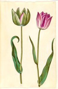 Tulipa gesneriana (Gartentulpe)