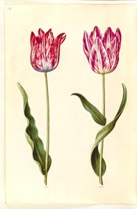 Tulipa gesneriana (Gartentulpe)