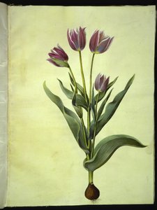 Tulipa gesneriana (Gartentulpe)