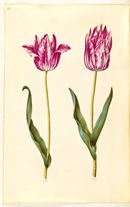 Tulipa gesneriana (Gartentulpe)