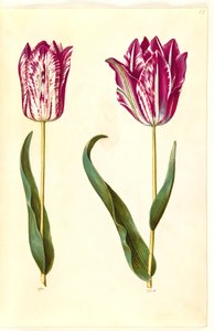 Tulipa gesneriana (Gartentulpe)