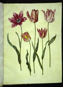 Tulipa gesneriana (Gartentulpe)