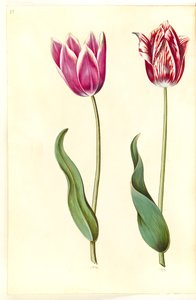 Tulipa gesneriana (Gartentulpe)