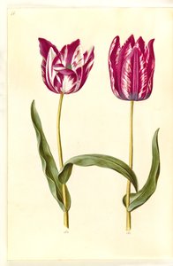 Tulipa gesneriana (Gartentulpe)