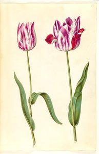 Tulipa gesneriana (Garten-Tulpe)