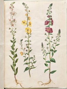 Verbascum blattaria (Kandelaber-Königskerze); Verbascum phoeniceum (Purpur-Königskerze)
