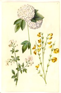 Viburnum opulus (Gewöhnlicher Schneeball); Jasminum officinale (Echter Jasmin); Cytisus scoparius (Besenginster)