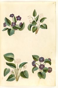 Veilchen (Märzveilchen) von Hans Simon Holtzbecker