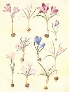 Frühlings-Krokus