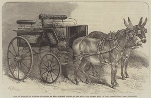 Paar Esel im Geschirr, ausgestellt von Miss Burdett Coutts auf der Maultier- und Eselshow in der Agricultural Hall, Islington von Harden Sidney Melville