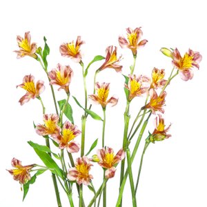 Lebendiger Alstroemeria Strauß von Hardik Pandya