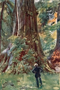 Der große Baum, Stanley Park, Vancouver