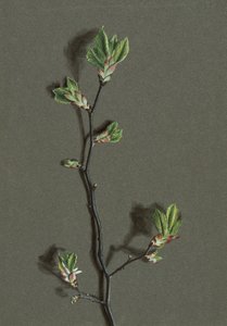 Ulmus glabra Huds Wych Ulme, ca. 1870-1920 von Harold Drinkwater