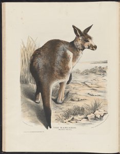 Säugetiere Australiens (Krefft) Nla.obj-33627803-11 Das Känguru