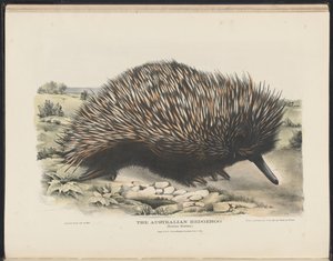 Säugetiere Australiens (Krefft) Nla.obj-33627803-15 Der Australische Igel