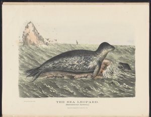 Säugetiere Australiens (Krefft) Nla.obj-33627803-5 Der Seelöwe von Harriet Morgan