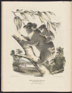 Säugetiere Australiens (Krefft) Nla.obj-33627803-7 Der Koala