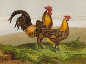 Goldgezeichnete Hamburghs von Harrison William Weir