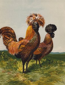 Goldgesprenkelte Polnische von Harrison William Weir