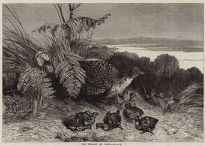 Henne und Küken