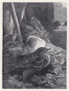 Kleiner Rotkehlchen sicher untergebracht von Harrison William Weir