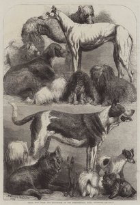 Preishunde von der Ausstellung in der Agricultural Hall, Islington von Harrison William Weir