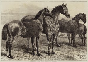 Preisgekrönte Pferde auf der Pferdeschau in der Agricultural Hall, Islington von Harrison William Weir