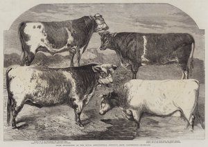 Preisgekrönte Shorthorns auf der Ausstellung der Royal Agricultural Society, Canterbury