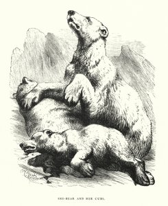 Bärin und ihre Jungen von Harrison William Weir