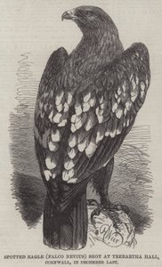 Gefleckter Adler (Falco Nevius), geschossen in Trebartha Hall, Cornwall, im letzten Dezember von Harrison William Weir