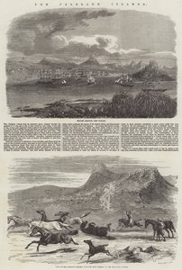 Die Falklandinseln